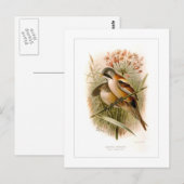 Bearded Reedling Postkarte (Vorne/Hinten)