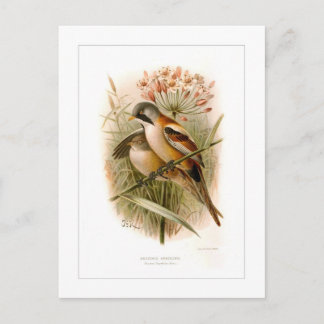 Bearded Reedling Postkarte