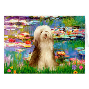 Beardie 16 - Lilies 2