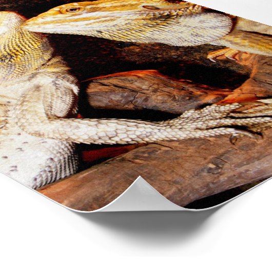 Beardies Poster (Ecke)