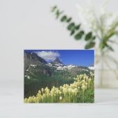 Beargras am Logan Pass im Gletscher-Nationalpark Postkarte (Stehend Vorderseite)
