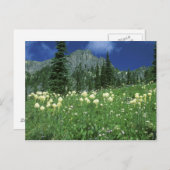 Beargrass am Eunice Lake, Rainier NP, WA, Postkarte (Vorne/Hinten)