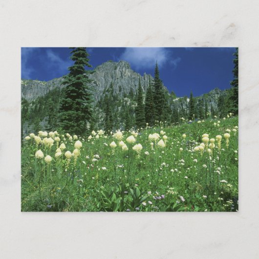 Beargrass am Eunice Lake, Rainier NP, WA, Postkarte (Vorderseite)