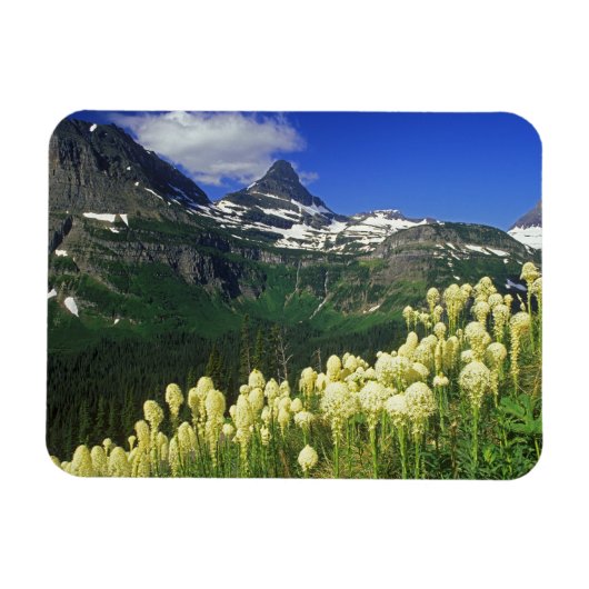 Beargrass am Logan Pass - Gletscher Nationalpark Magnet (Horizontal)