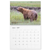 BEARS - Belinda Greb Fotografy Kalender (Mär 2027)