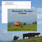 Bearwallow Mountain Cows Blue Ridge Mountains NC Postkarte