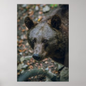 BEARY THOUGHTS POSTER (Vorne)