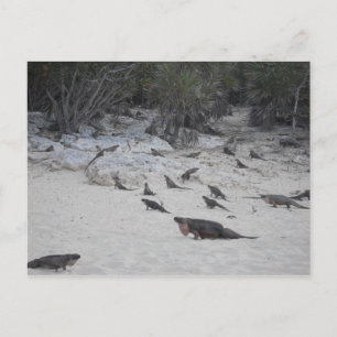 Beau Bahamas Postcard Postkarte