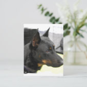 Beauceron Postcard Postkarte (Stehend Vorderseite)