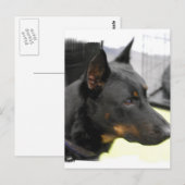 Beauceron Postcard Postkarte (Vorne/Hinten)