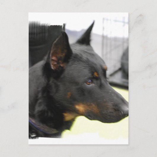 Beauceron Postcard Postkarte (Vorderseite)
