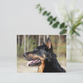 Beauceron Postkarte (Stehend Vorderseite)
