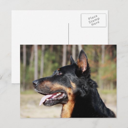 Beauceron Postkarte (Vorne/Hinten)