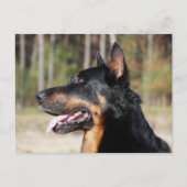 Beauceron Postkarte (Vorderseite)