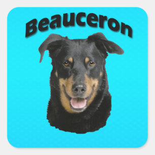 Beauceron Türkis Quadratischer Aufkleber