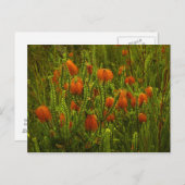 Beaufortia Postcard Postkarte (Vorne/Hinten)