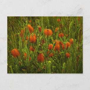 Beaufortia Postcard Postkarte