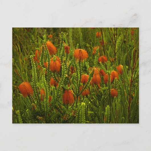 Beaufortia Postcard Postkarte (Vorderseite)