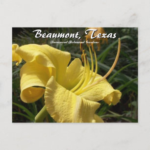 Beaumont, Texas Botanical Garden Day Lily Travel Postkarte