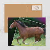 Beauteous Pferdepostkarte Postkarte (Vorne/Hinten)
