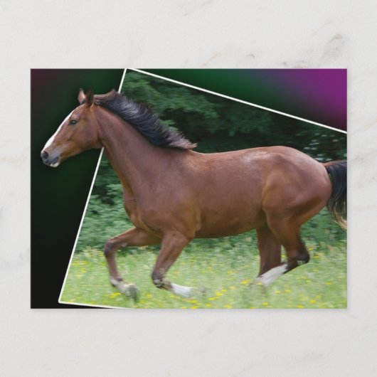 Beauteous Pferdepostkarte Postkarte (Vorderseite)