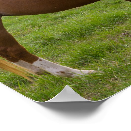 Beauties Poster (Ecke)