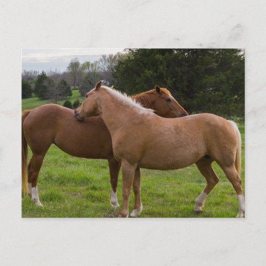 Beauties Postkarte (Vorderseite)