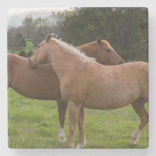 Beauties Steinuntersetzer