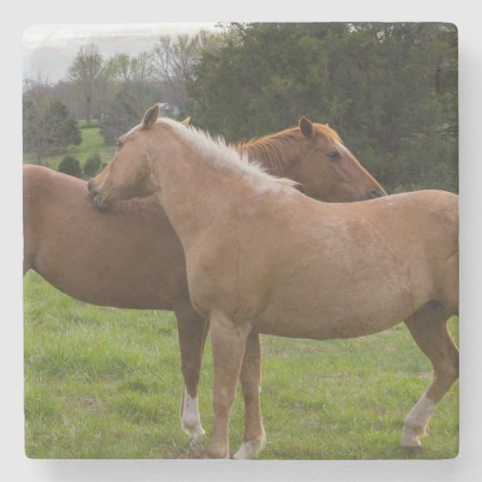 Beauties Steinuntersetzer (Vorderseite)