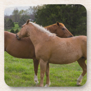 Beauties Untersetzer