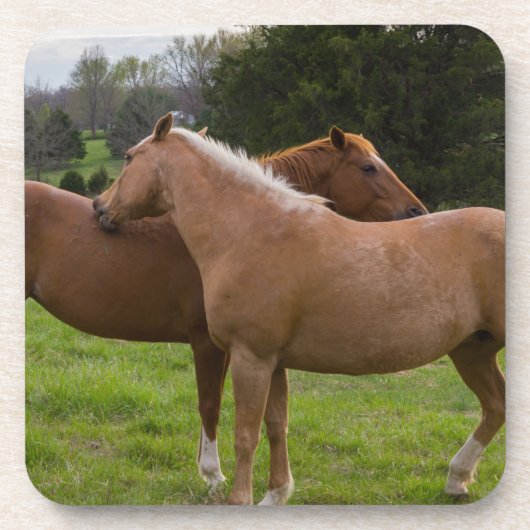 Beauties Untersetzer (Vorderseite)