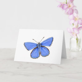 Beautiful Adonis Blue Butterfly Karte