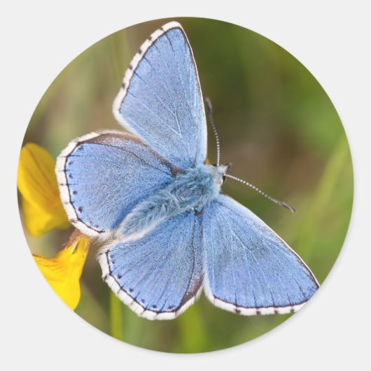 Beautiful Adonis Blue Butterfly Stickers (Vorderseite)