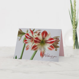 Beautiful Amaryllis Blume & Costum Geburtstag Karte