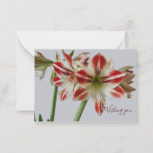 Beautiful Amaryllis Blume & Costum Geburtstag Mitteilungskarte (Vorderseite)