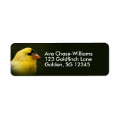 Beautiful American Goldfinch Songbird (Vorne)