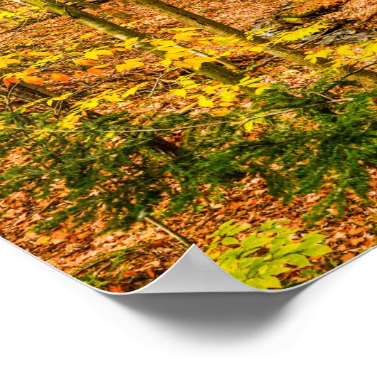 Beautiful Autumn Color Trees Forest Poster (Ecke)