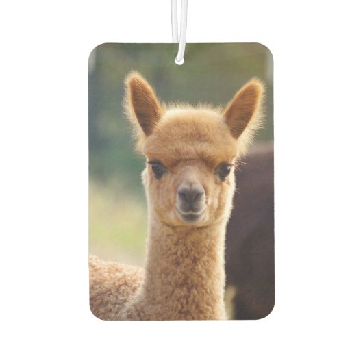 Beautiful Baby Alpaca Air Freshener Autolufterfrischer (Rückseite)