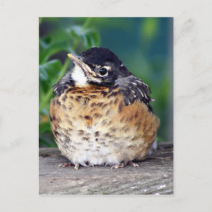 Beautiful Baby Robin Postkarte