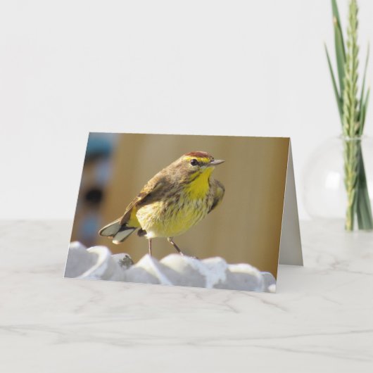 Beautiful Backyard Bird - Palm Warbler Karte (Vorderseite)