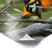 Beautiful Baltimore Oriole Fotodruck (Ecke)