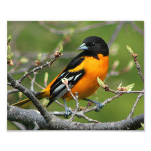 Beautiful Baltimore Oriole Fotodruck