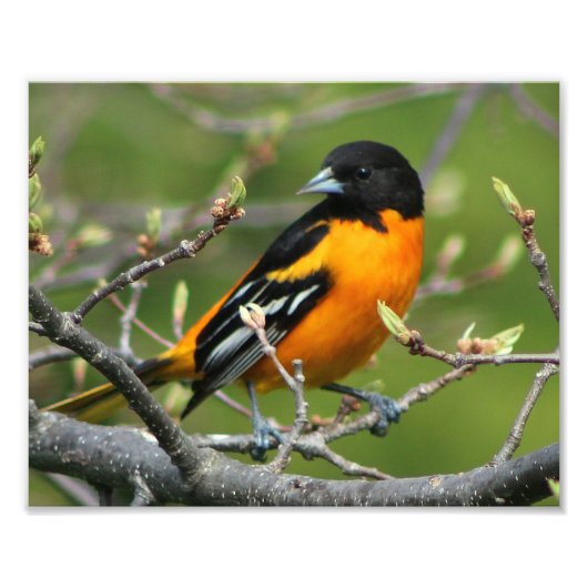 Beautiful Baltimore Oriole Fotodruck (Vorne)