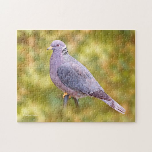 Beautiful Band-Tailed Pigeon in My Backyard Puzzle (Horizontal)