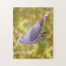 Beautiful Band-Tailed Pigeon in My Backyard Puzzle