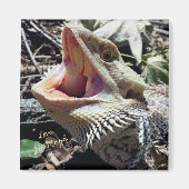 Beautiful Bearded Dragon Lil' Murph Magnet (Vorne)