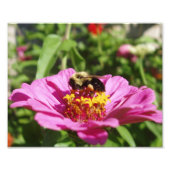 Beautiful Bee Foto Print (Vorne)
