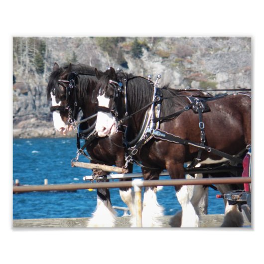 Beautiful Belgian Harness Working Horses Fotodruck (Vorne)