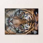 Beautiful Bengal tiger 242 piece puzzle (Horizontal)