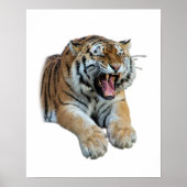 Beautiful Bengal Tiger Face & Teeth Photo Poster (Vorne)